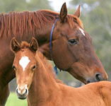Blue Gum Farm - Accommodation Tasmania