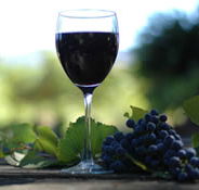 Lion Mill Vineyards - Accommodation Tasmania