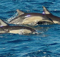 Dolphin Swim Australia - Accommodation Tasmania