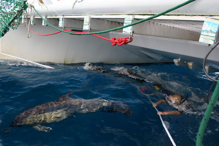 Dolphin Swim Australia - Accommodation Tasmania 1