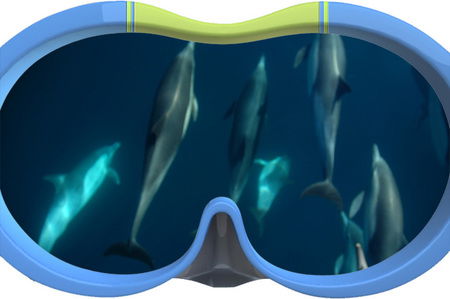 Dolphin Swim Australia - Accommodation Tasmania 3