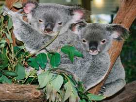 Kuranda Koala Gardens - Accommodation Tasmania 2