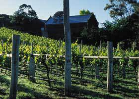 Goona Warra Vineyard - Accommodation Tasmania 1