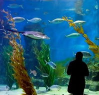 Melbourne Aquarium - Accommodation Tasmania
