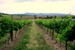 Link Tours - Accommodation Tasmania 2