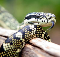 Reptile Encounters - Accommodation Tasmania