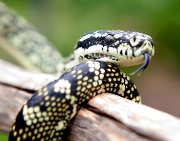 Reptile Encounters - Accommodation Tasmania 0