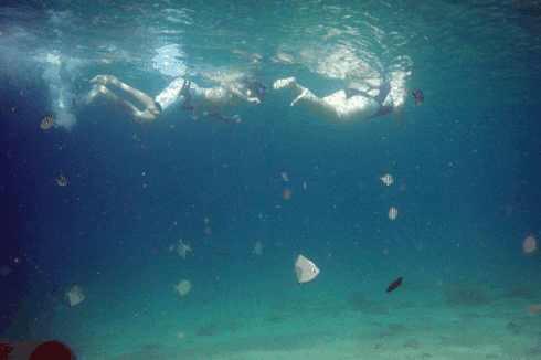 Australian Kayaking Adventures - Accommodation Tasmania 5