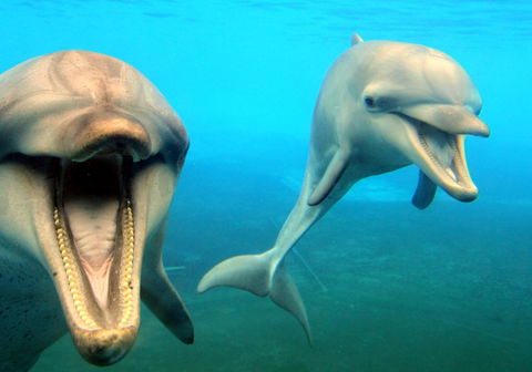 Dolphin Marine Magic - Accommodation Tasmania 1
