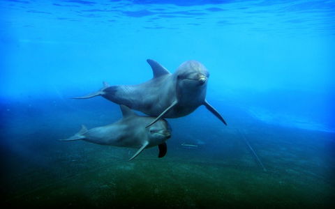Dolphin Marine Magic - Accommodation Tasmania 4