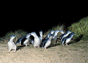 Phillip Island Penguin Parade - Accommodation Tasmania 3