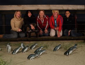 Phillip Island Penguin Parade - Accommodation Tasmania 4