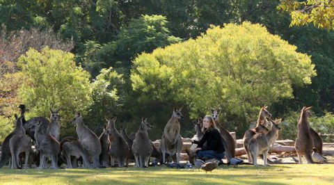 Lone Pine Koala Sanctuary - Accommodation Tasmania 1