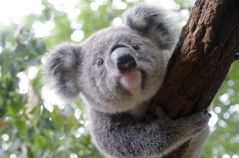 Lone Pine Koala Sanctuary - Accommodation Tasmania 3