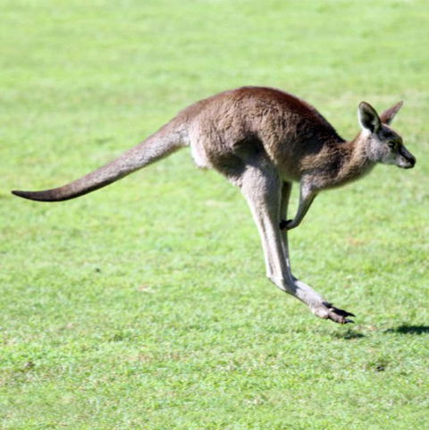 Lone Pine Koala Sanctuary - Accommodation Tasmania 4