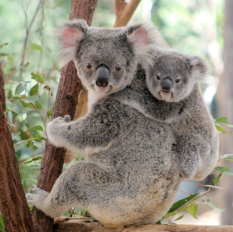 Lone Pine Koala Sanctuary - Accommodation Tasmania 6