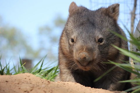 Lone Pine Koala Sanctuary - Accommodation Tasmania 7
