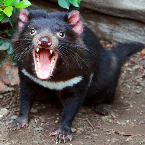 Lone Pine Koala Sanctuary - Accommodation Tasmania 8