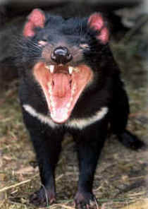 Zoo Doo Wildlife Park - Accommodation Tasmania 4