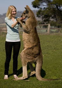 Zoo Doo Wildlife Park - Accommodation Tasmania 5