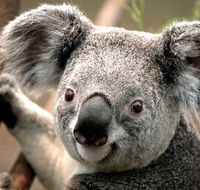 Potoroo Palace - Accommodation Tasmania