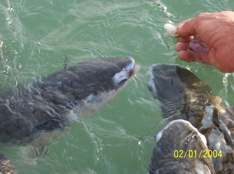 Aquascene Fish Feeding Sanctuary - Accommodation Tasmania 2