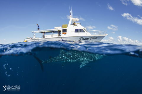 Three Islands Whale Shark Dive - Accommodation Tasmania 4