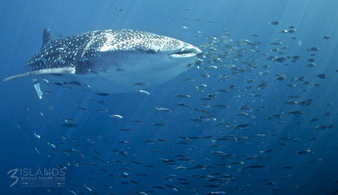 Three Islands Whale Shark Dive - Accommodation Tasmania 5