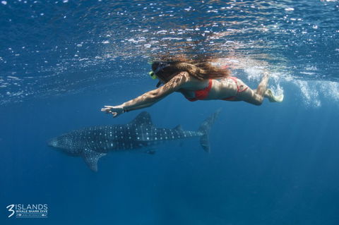 Three Islands Whale Shark Dive - Accommodation Tasmania 6
