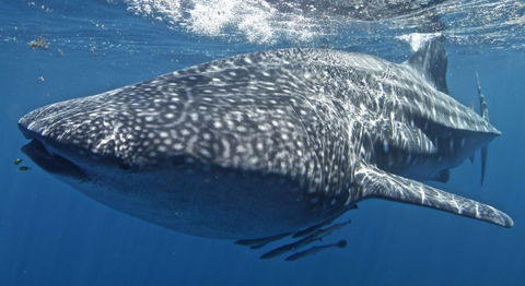 Three Islands Whale Shark Dive - Accommodation Tasmania 7