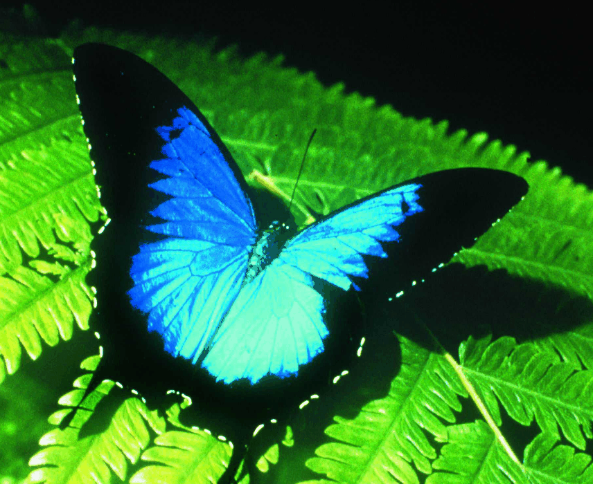 Australian Butterfly Sanctuary - Accommodation Tasmania