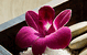 Blush Beauty Saloons - thumb 4