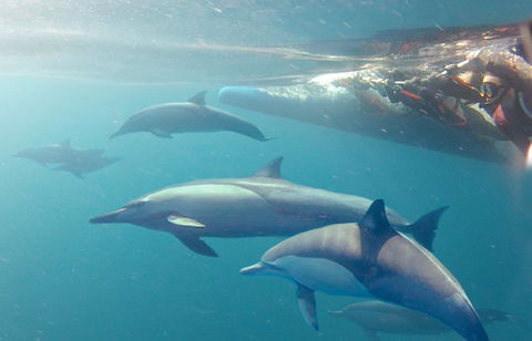 Dolphin Swim Australia - Accommodation Tasmania 5