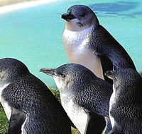Rockingham Wild Encounters - Accommodation Tasmania
