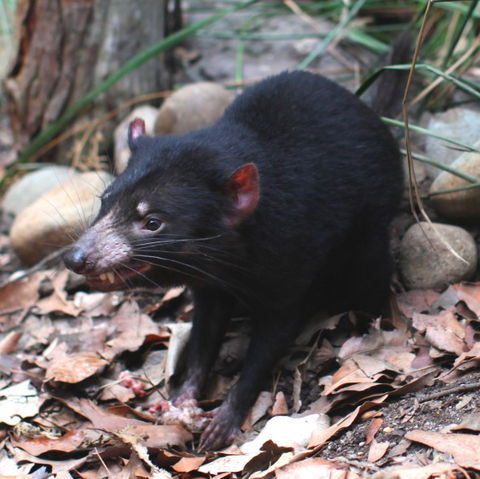 WILD LIFE Sydney Zoo - Accommodation Tasmania 5