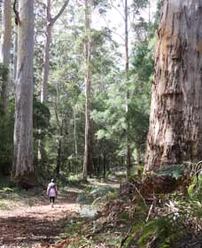  Accommodation Tasmania