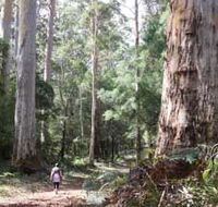 Warren River Loop Walk - Accommodation Tasmania