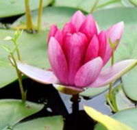 The Lotus Day Spa and Retreat - Accommodation Tasmania