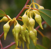 Mount Short Scenic Drive - Accommodation Tasmania