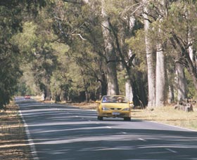 Ludlow Tuart Forest - Accommodation Tasmania 0