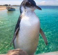 Penguin Island - Accommodation Tasmania