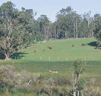 Scenic Drives - Bunbury Collie Donnybrook - Accommodation Tasmania