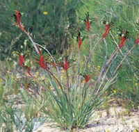 Kalbarri Wildflower Centre - Accommodation Tasmania
