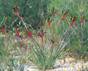 Kalbarri Wildflower Centre - Accommodation Tasmania 0