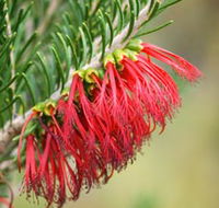 Ethel Daw Scenic Drive - Accommodation Tasmania