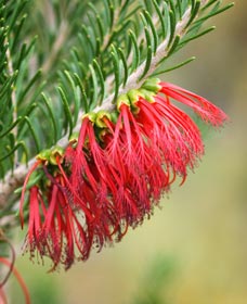 Ethel Daw Scenic Drive - Accommodation Tasmania 0