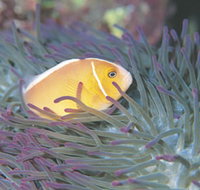 Rowley Shoals - Accommodation Tasmania