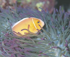Rowley Shoals - Accommodation Tasmania 0