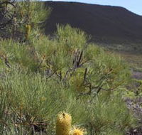 Lesueur Walk Trail Mount Lesueur - Accommodation Tasmania