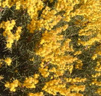 Dalwallinu Remnant Bushland - Accommodation Tasmania